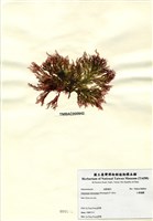 藏品(小果海膜)的圖片